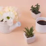 filter coffee as plant fertilizer home flowers