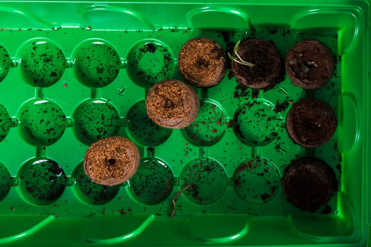 coffee grounds in plant soil, home plants, natural fertilizer, realistic, czech home
