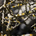 apple tree pruning after frost closeup czech garden