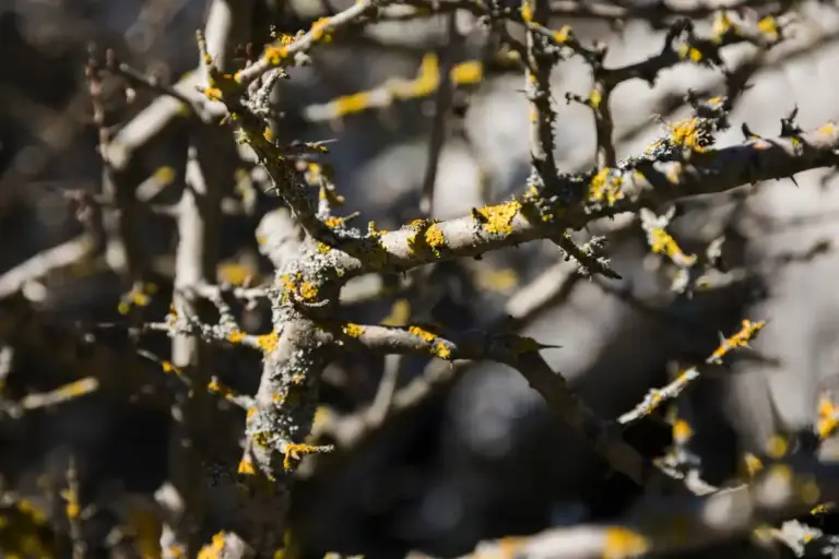 apple tree pruning after frost closeup czech garden