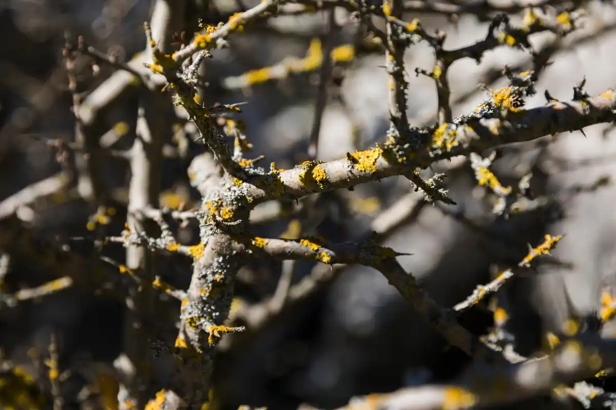 apple tree pruning after frost closeup czech garden