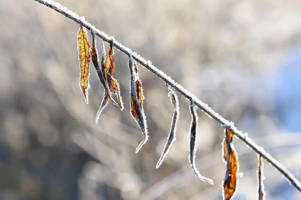 pruning apple tree after frost winter orchard
