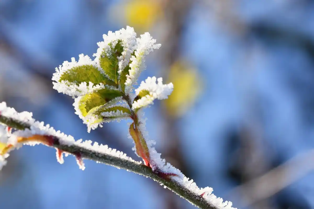 damaged apple tree branch frozen winter closeup
