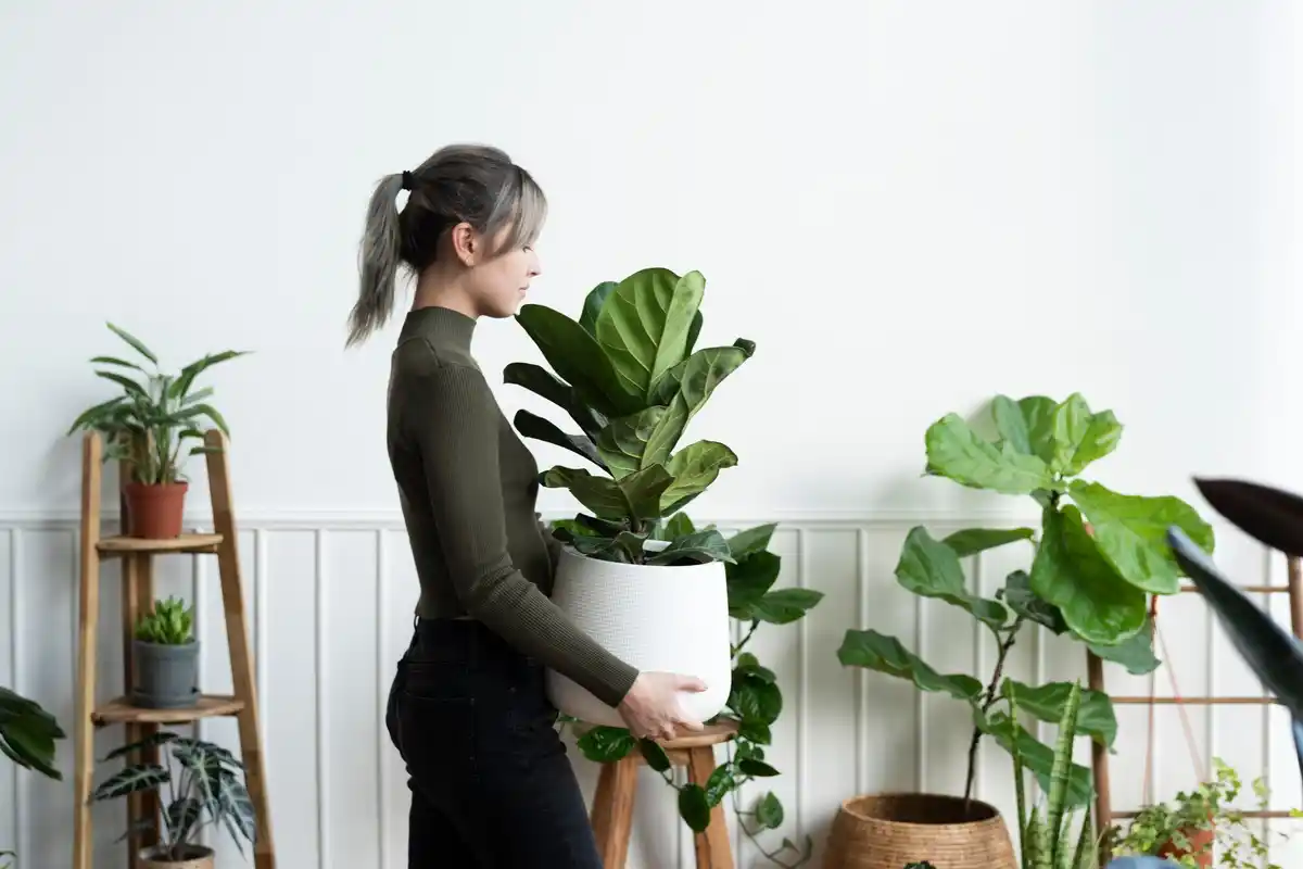 feng shui indoor plants modern czech home