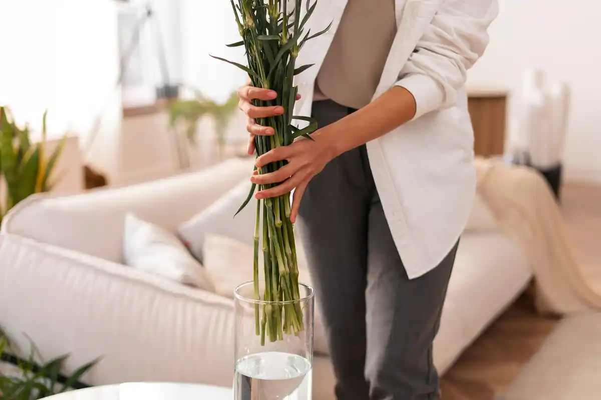 feng shui plants in modern czech home interior