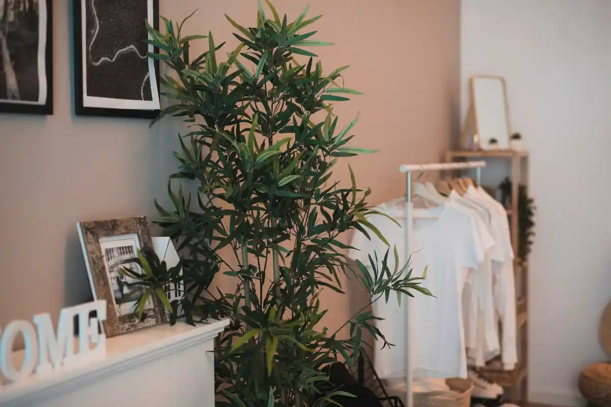 czech apartment corner with lucky feng shui plants