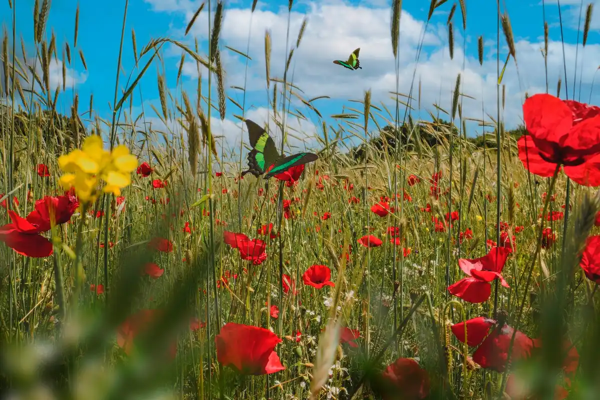 overgrown lawn with wildflowers Czech city nature summer