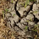 mulched garden close up Czech garden destroyed soil