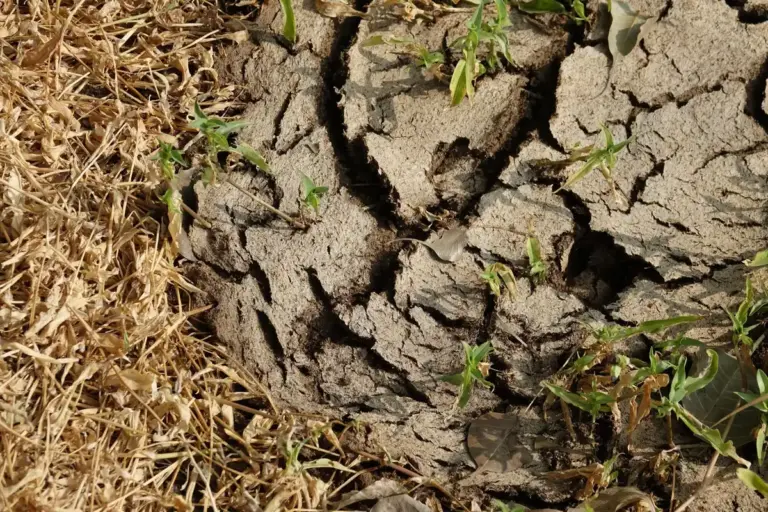 mulched garden close up Czech garden destroyed soil