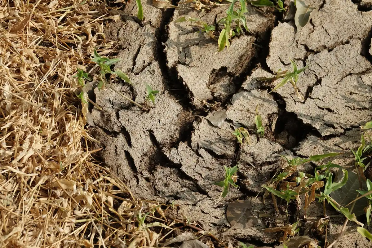 mulched garden close up Czech garden destroyed soil