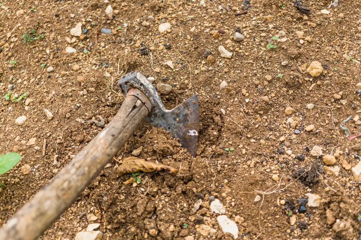 close up of mulch decomposing on garden soil
