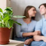 indoor plant first aid rescue Czech home atmosphere