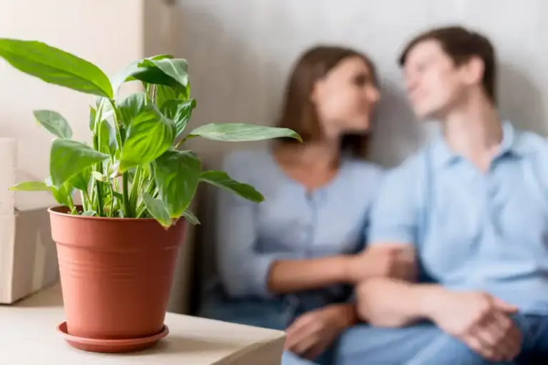 indoor plant first aid rescue Czech home atmosphere