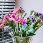 blooms of african violet on windowsill in Czech apartment