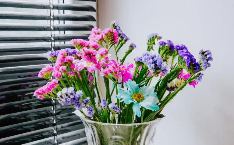 blooms of african violet on windowsill in Czech apartment