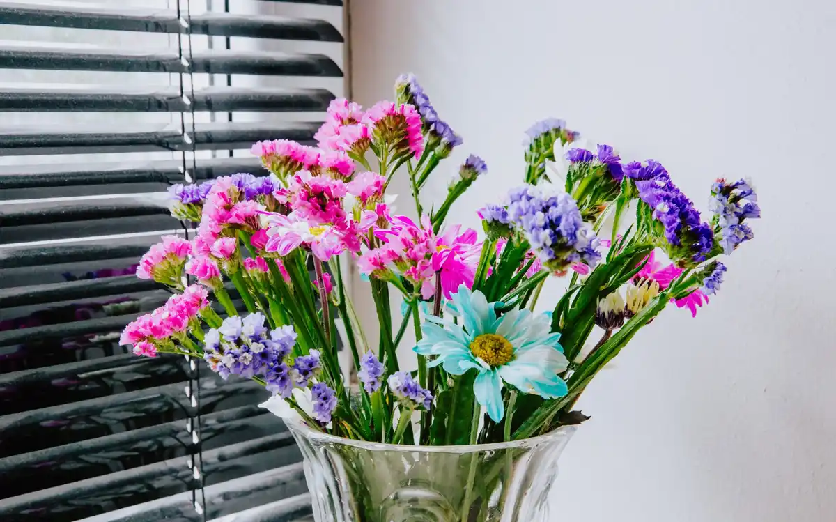 blooms of african violet on windowsill in Czech apartment