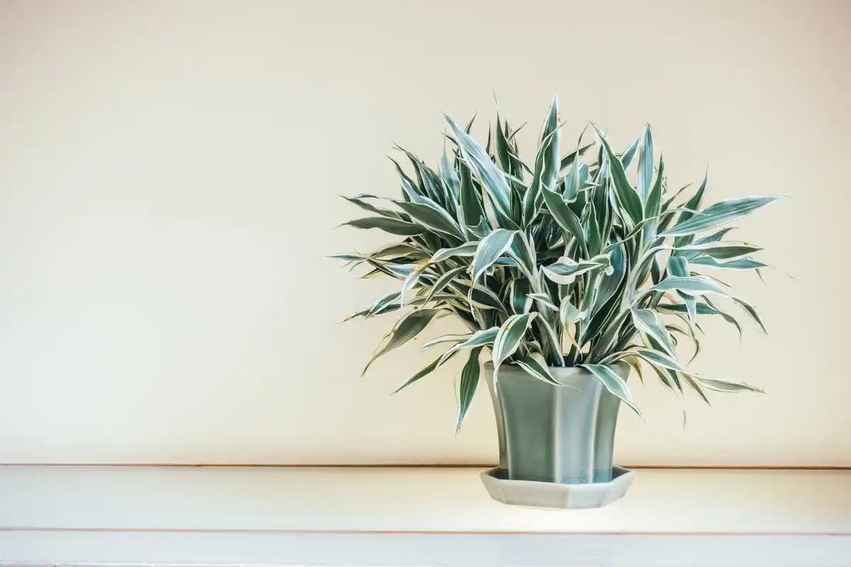 zamioculcas houseplant window