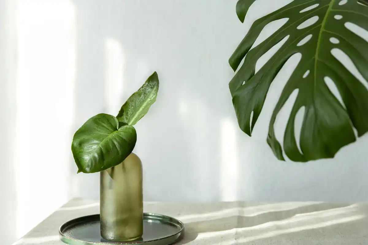 sansevieria plant living room