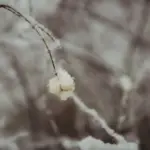 wilted orchid near cold window czech winter