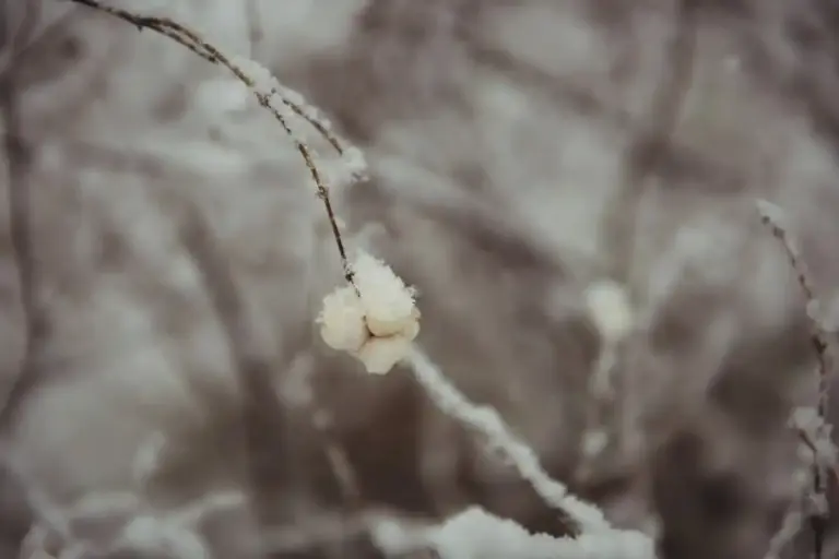 wilted orchid near cold window czech winter