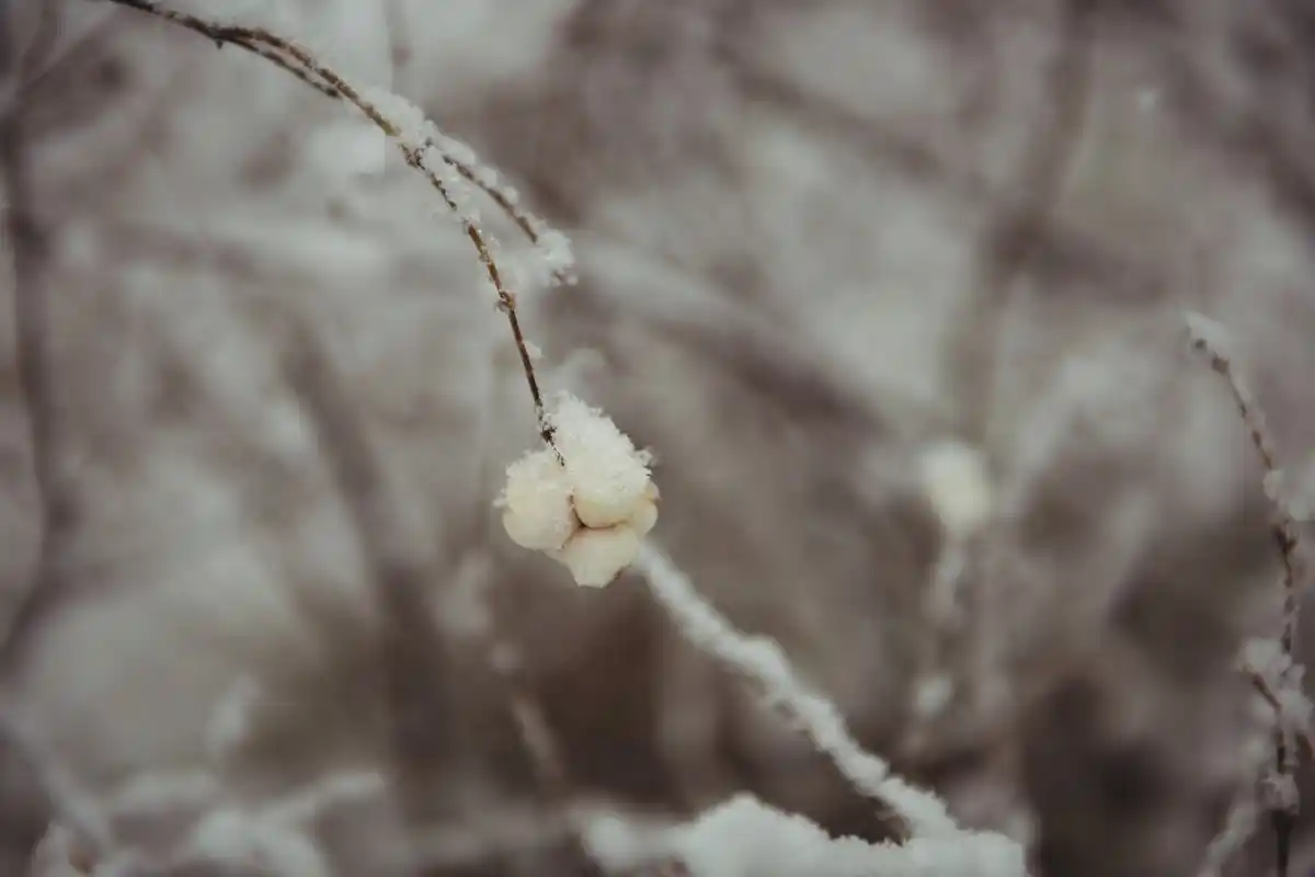 wilted orchid near cold window czech winter
