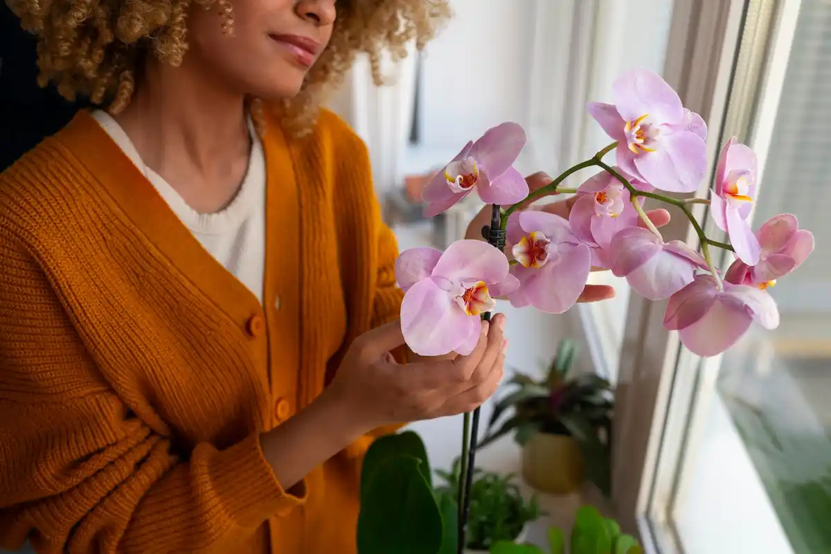 indoor orchid away from window in winter, cozy czech home
