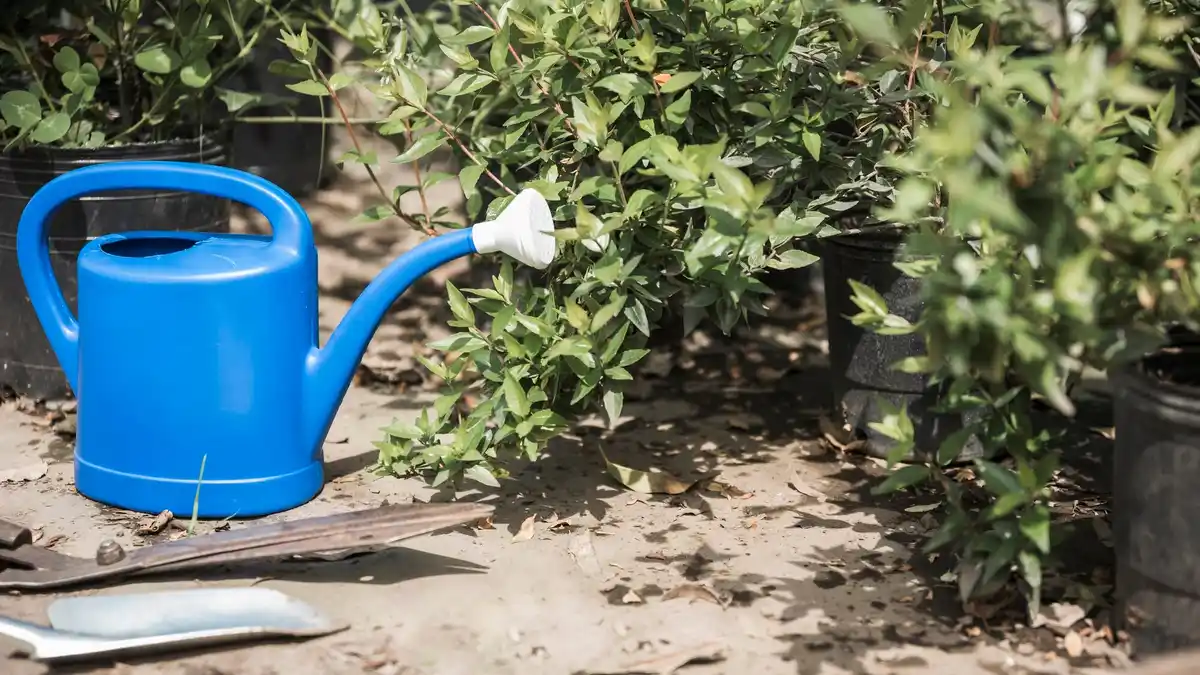 watering plants in heat czech garden
