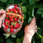 raspberry bush cutting garden closeup hands