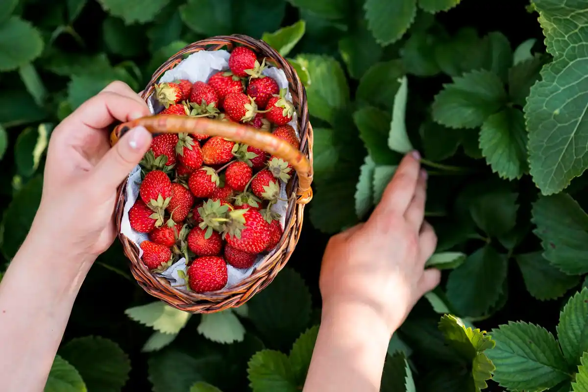 raspberry bush cutting garden closeup hands
