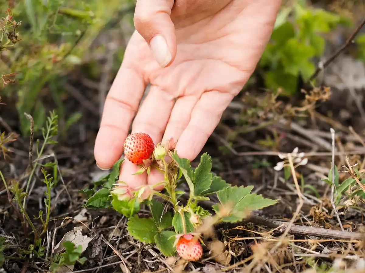 closeup raspberry bush before after pruning