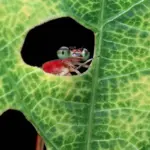 slug versus ant macro battle garden