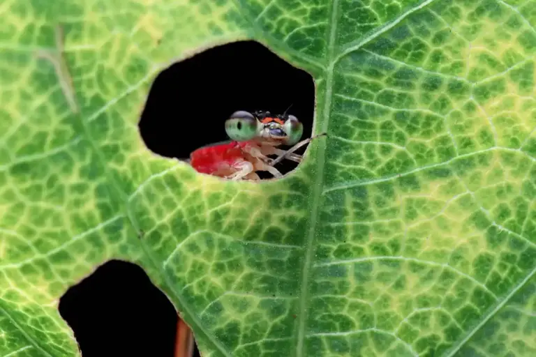 slug versus ant macro battle garden