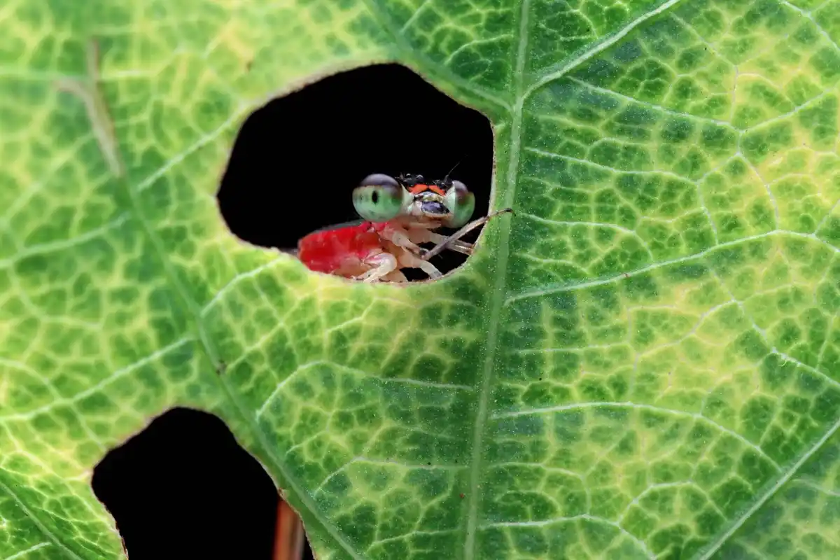 slug versus ant macro battle garden