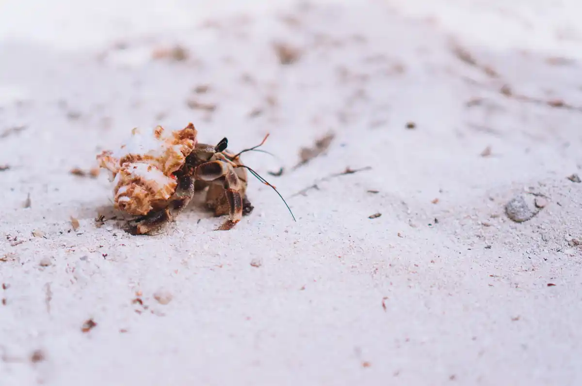 slug vs ant macro fight