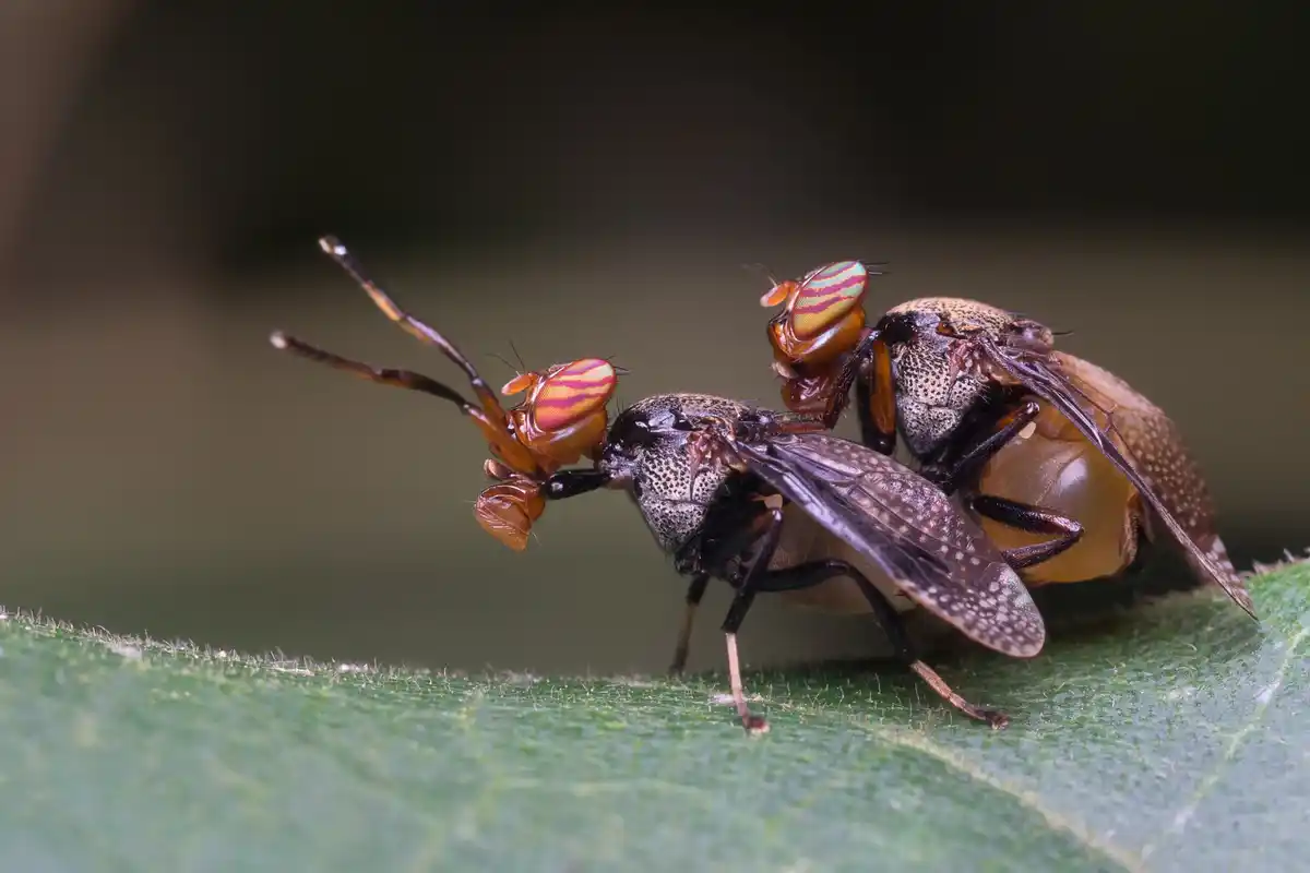 garden slug and ant confrontation