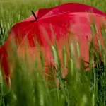 old umbrella repurposed in garden