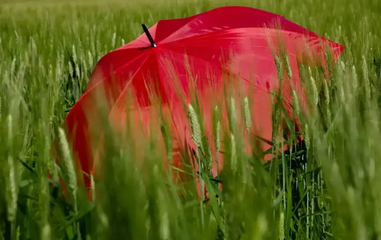 old umbrella repurposed in garden