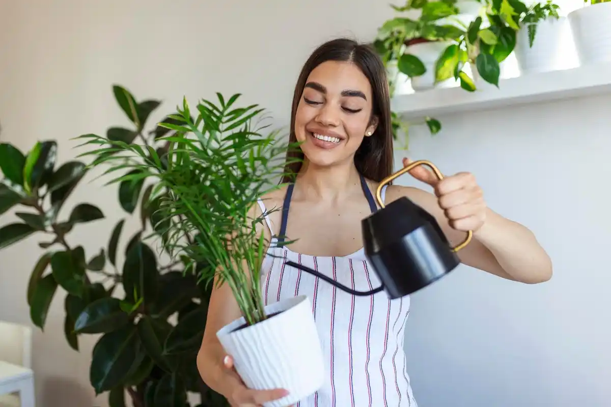 coffee grounds indoor plants fertilizer Czech home