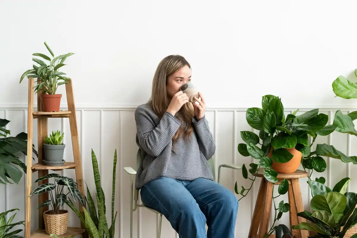 homegrown ficus plant coffee grounds hack Czech interior