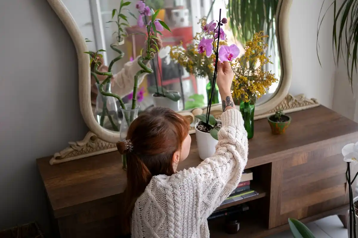 indoor plants thrive without care Czech flat cozy window
