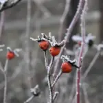 apple tree pruning after first frost czech garden