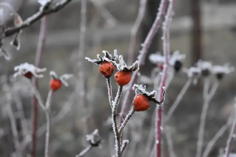 apple tree pruning after first frost czech garden