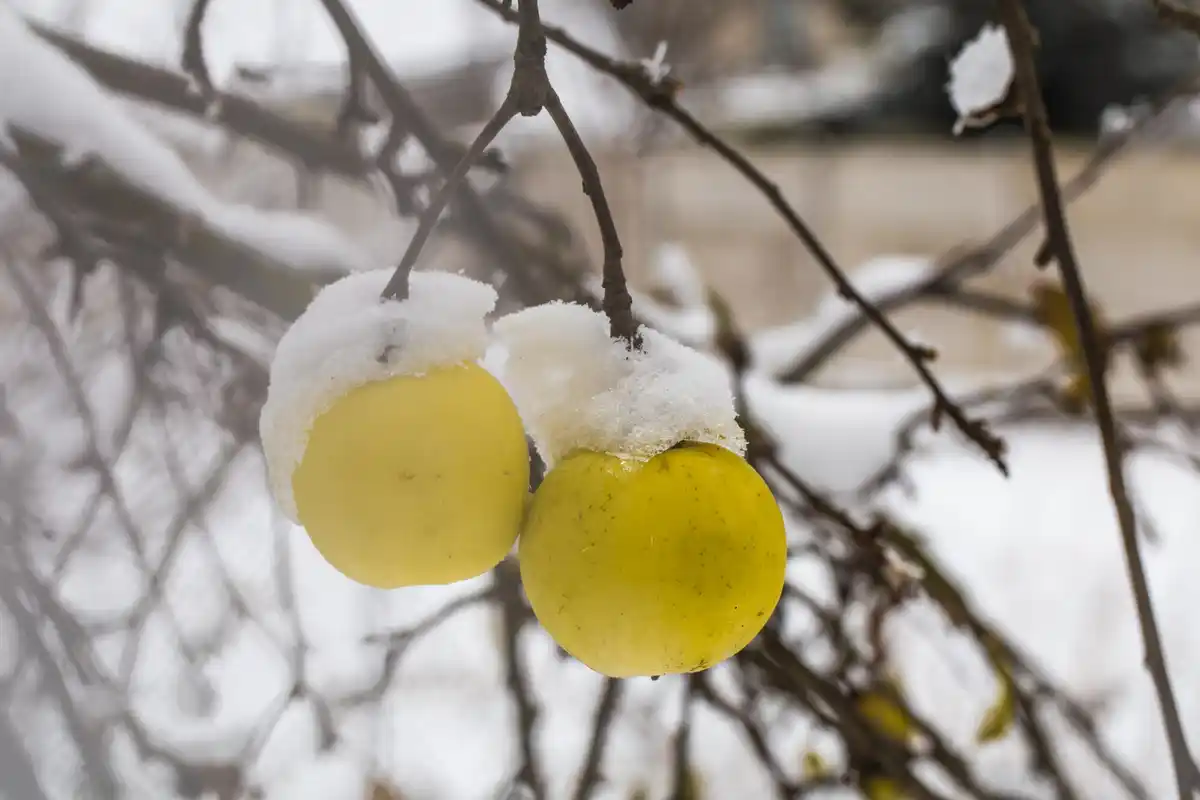 czech orchard after first frost apple trees winter