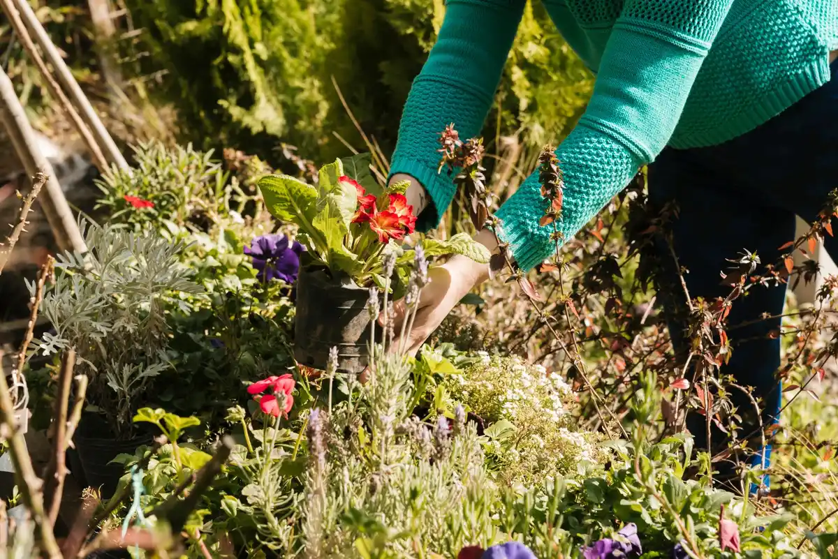 organic fertilizer in garden Czech Republic
