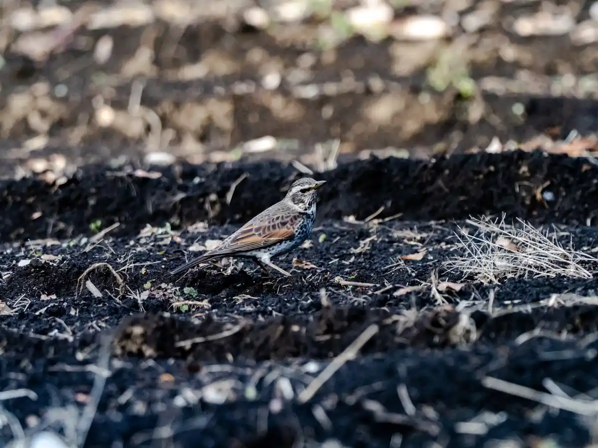 Czech backyard compost pile spring