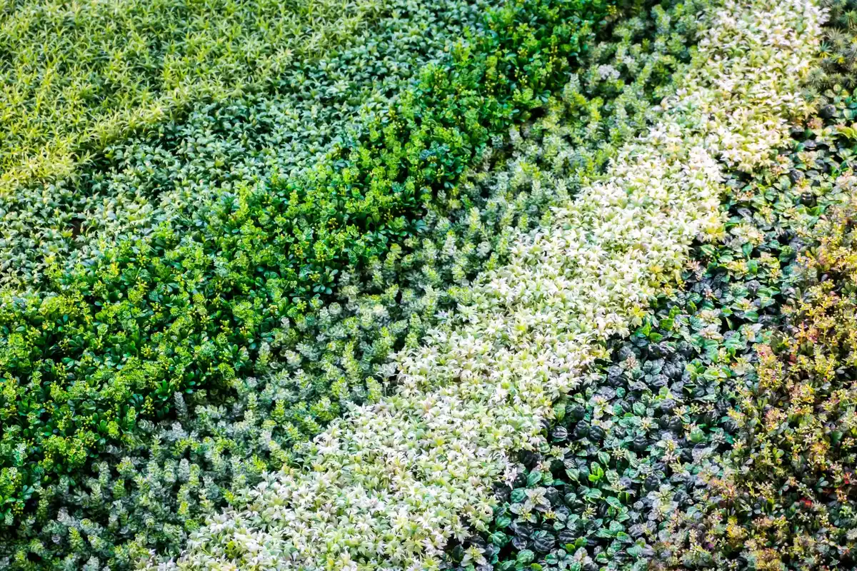 minimalist modern czech garden with moss