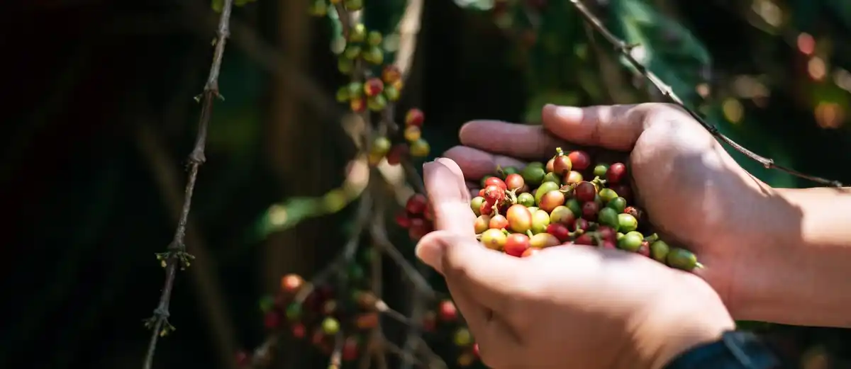 coffee grounds garden Czech biodegradable use