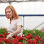 Czech balcony geraniums care problem