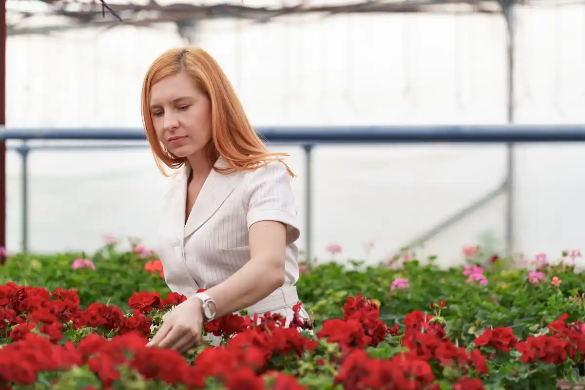 Czech balcony geraniums care problem