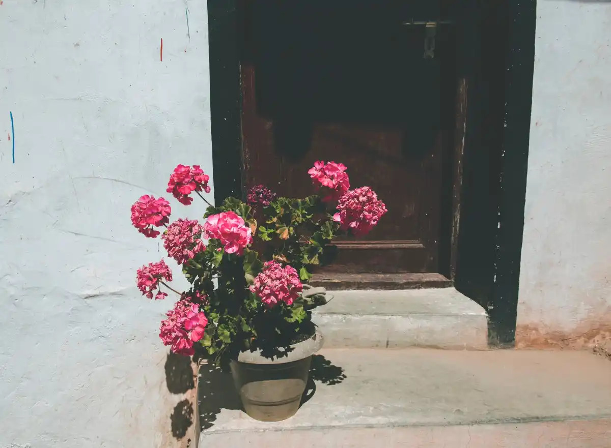 Czech balcony poor pelargonium flowers